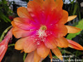 Epiphyllum Cuttings - Unrooted 8-10" Immortal Variety - Cactus Plant Cuttings for Propagation (Epiphyllum spp.)