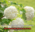 Old Fashion Snowball Highbush Cranberry Seedling in 4" Pot - Viburnum trilobum