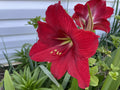 Red Giant Amaryllis Seeds - 50+ Seeds - Hippeastrum - Easy to Grow, Indoor/Outdoor Gardening