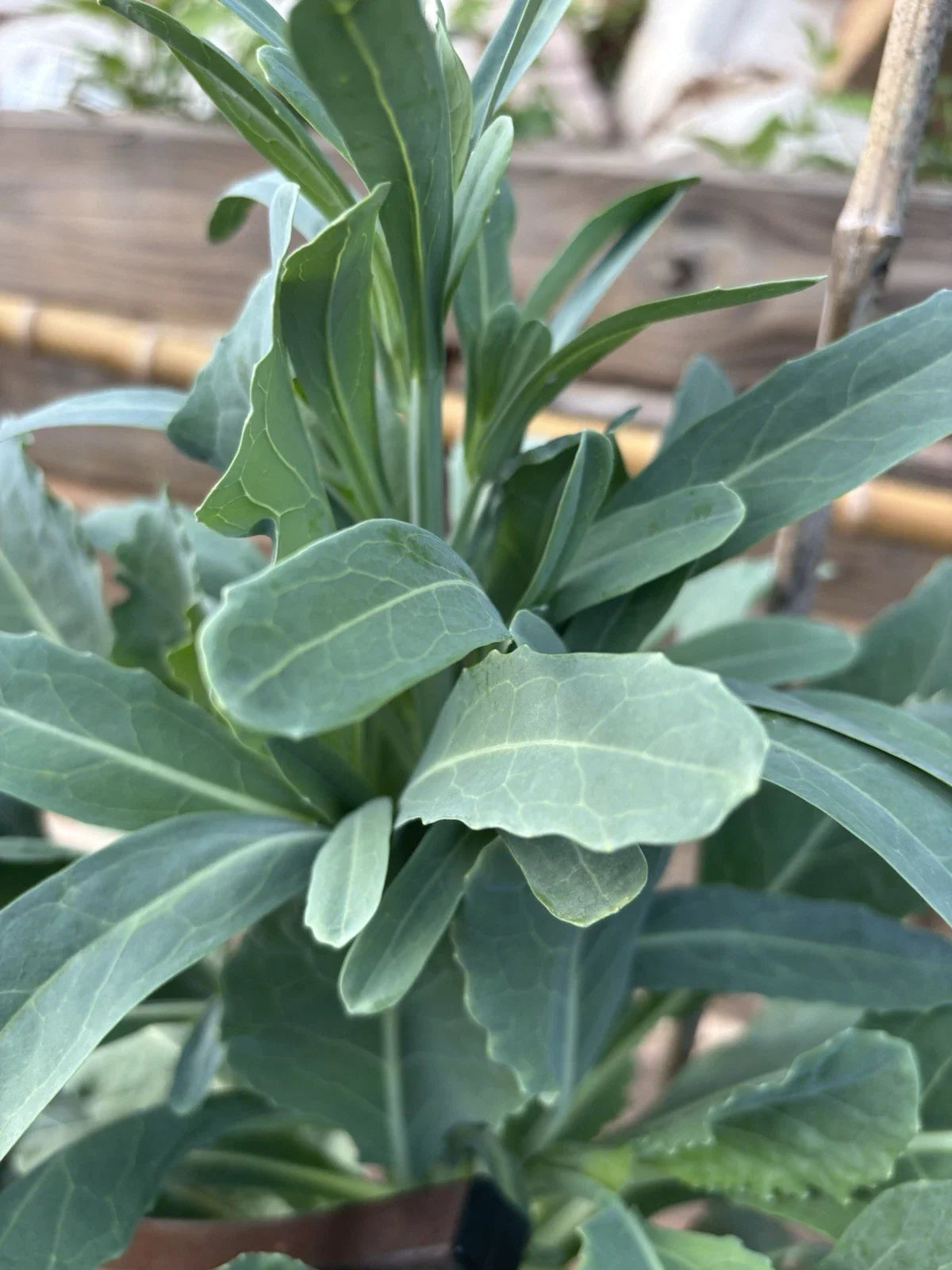 Walking Stick Kale Cuttings - 3 Pieces - Brassica oleracea Var. Alboglabra