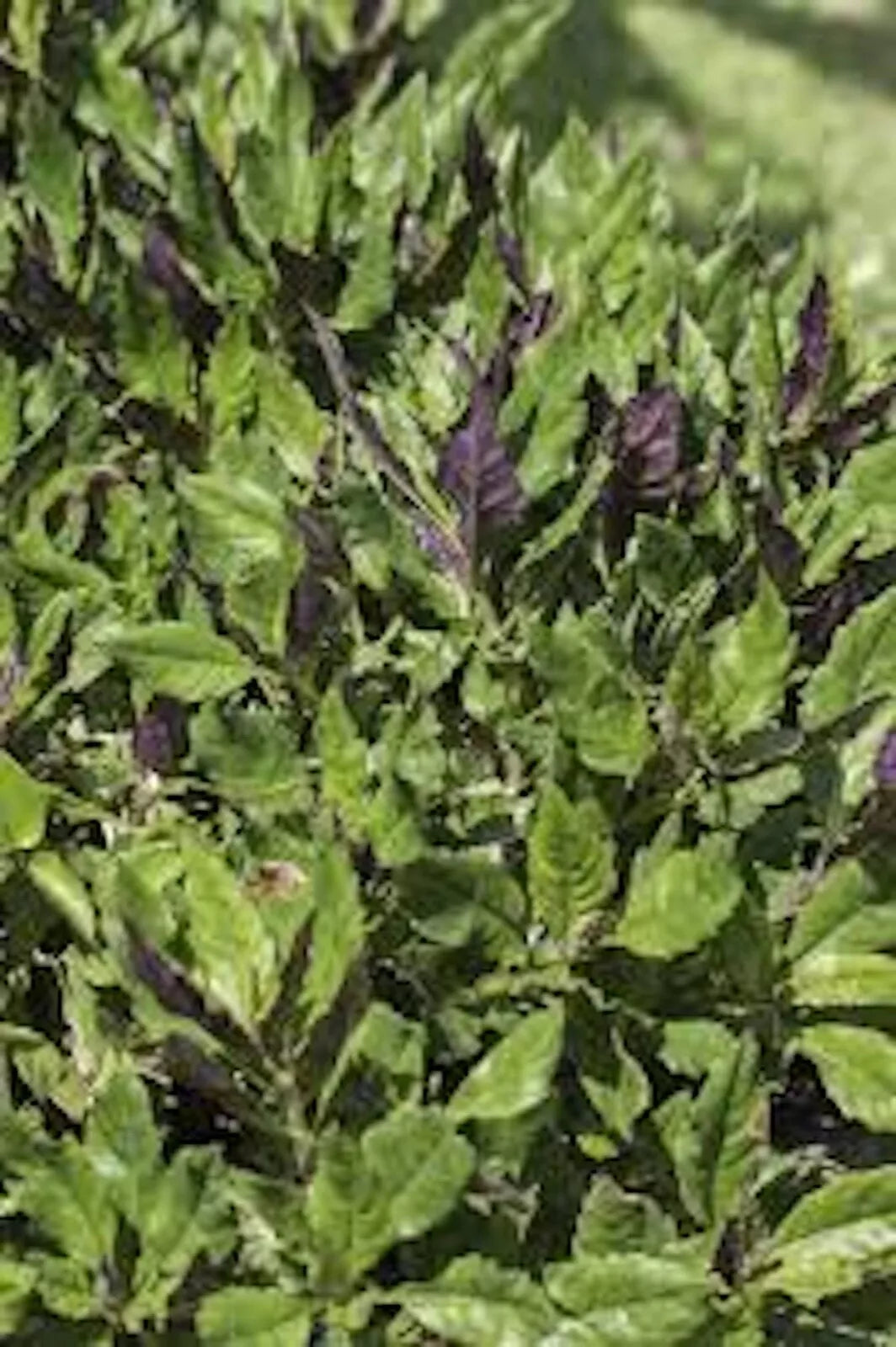 Okinawa Spinach Starter Plant 10 Count Gynura Crepioides Perennial Garden Vegetable Green & Purple Foliage