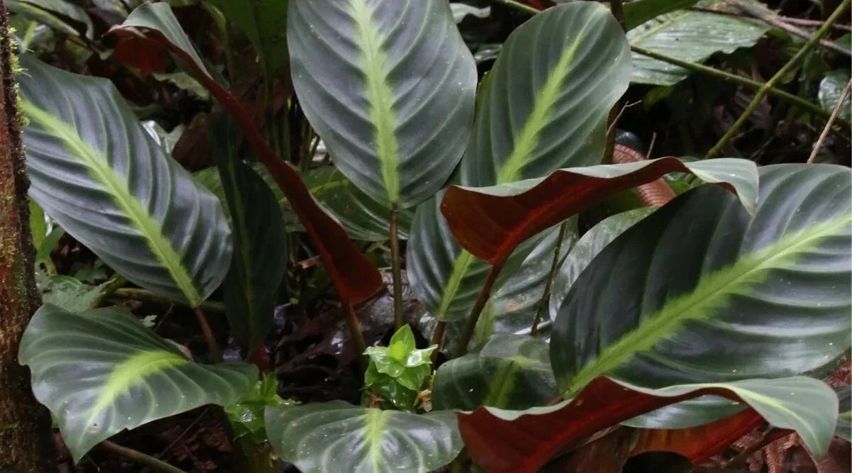 Ecuadoriana Calathea Seeds - 25+ Seeds for Garden Planting - Calathea rufibarba - USA Seller - Free Shipping