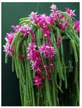 Lot 4 Cuttings Rat Tail Cactus Pink Aporocactus flagelliformis Succulent Plant