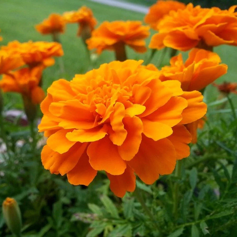 Tangerine Marigold Seeds - 25+ Count for Garden Planting - Tagetes erecta - USA Grown - Free Shipping Available
