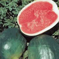 Watermelon Seeds, 100 Pack, Black Diamond Heirloom, Non-GMO, Citrullus lanatus