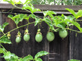 Purple Passion Fruit Cuttings - 10 Healthy Stem Cuttings - Passiflora edulis
