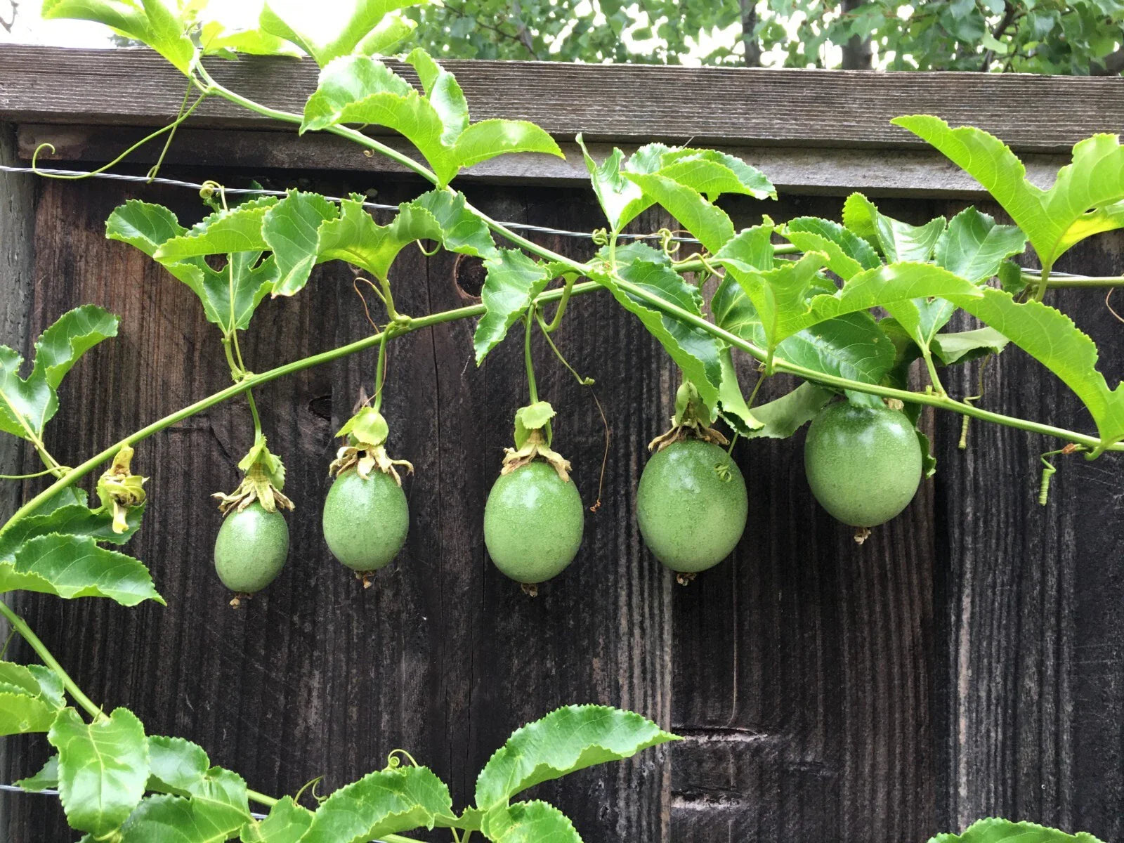 Purple Passion Fruit Cuttings - 10 Healthy Stem Cuttings - Passiflora edulis