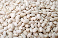 Navy Bean Seeds for Planting - 30 Count - White Kidney Beans - Phaseolus vulgaris