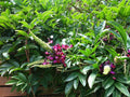 Evergreen Wisteria Seeds - 5 Bright Pink Climbing Vine Perennial Seeds (Wisteria floribunda)