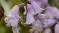 Spanish Pinkbell Bulbs 10 Pack - Attractive Pink Flowers - C. elegans