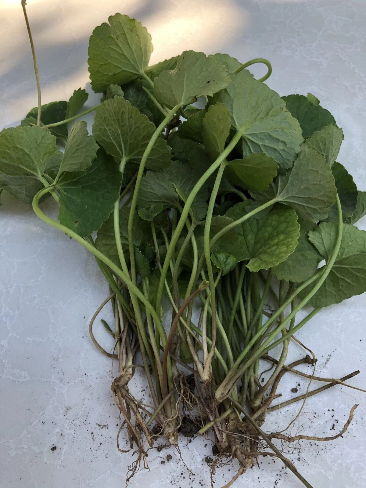 15pcs Pennywort Gotu Kola Bare Root Live Plant - Centella Asiatica, Edible Herbal Ground Cover