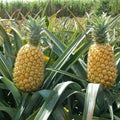 Queen Pineapple 15 Seeds for Garden Planting - Ananas comosus - USA, Padded Shipping
