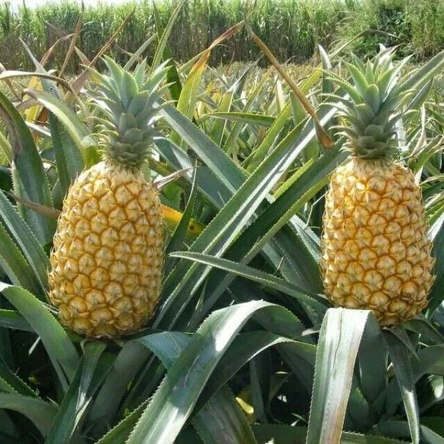 Queen Pineapple 15 Seeds for Garden Planting - Ananas comosus - USA, Padded Shipping