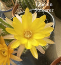 Peanut Cactus Plant - Lincoln Sorcerer Chamaecereus European Hybrids - Rooted Succulent
