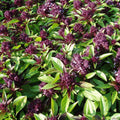 Siam Queen Basil Seeds 200+ Count - Thai Ocimum Thyrsiflora Herb - Asian Culinary Gardening - USA Grown