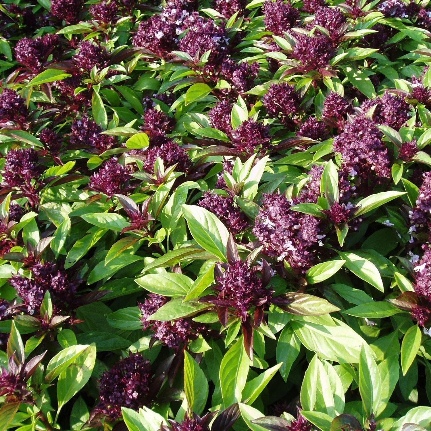 Siam Queen Basil Seeds 200+ Count - Thai Ocimum Thyrsiflora Herb - Asian Culinary Gardening - USA Grown