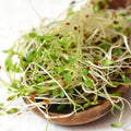 Bulk Alfalfa Seeds | Non-GMO Microgreens & Cover Crop Garden Vegetable Seed | Medicago sativa