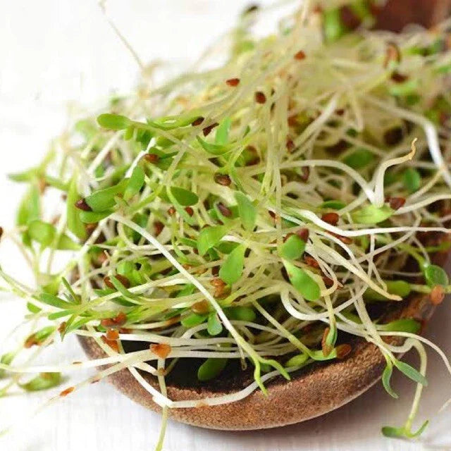Bulk Alfalfa Seeds | Non-GMO Microgreens & Cover Crop Garden Vegetable Seed | Medicago sativa