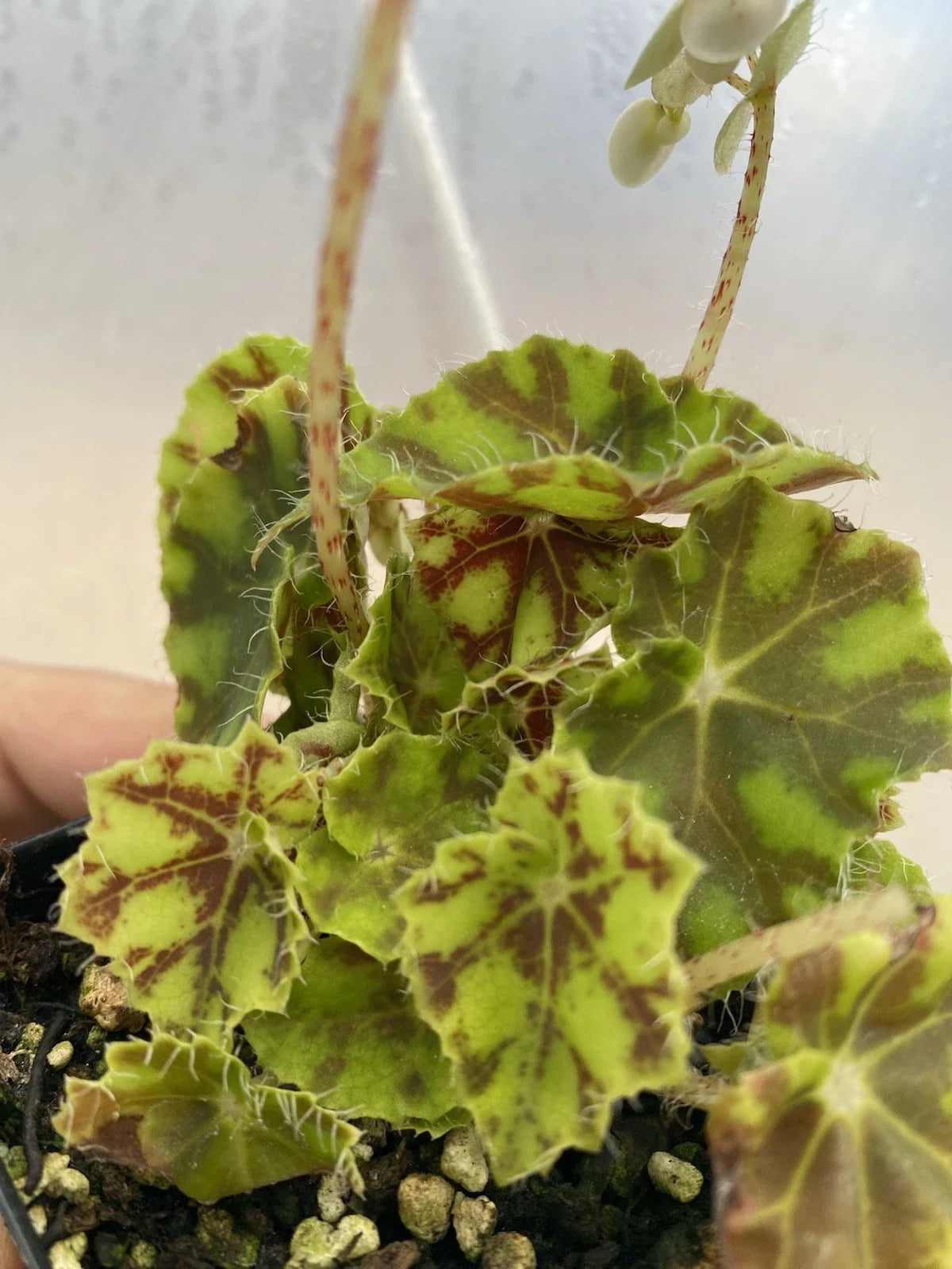 Tiger Kitten Begonia Live Houseplant 3" Pot - Begonia Rex 'Tiger Kitten' - Indoor Plant for Indirect Sunlight and Humidity