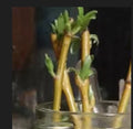Dwarf Weeping Willow Tree Cuttings - Salix babylonica - Two Healthy Cuttings for Easy Planting and Growth