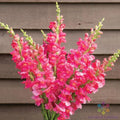 Snapdragon Seeds - 1000+ Costa Deep Rose - Antirrhinum majus - Garden Flower Seeds - USA Free Shipping