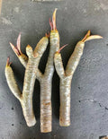 Plumeria Cutting 8-11 Inches White Flowering Variety Plumeria Alba No Roots
