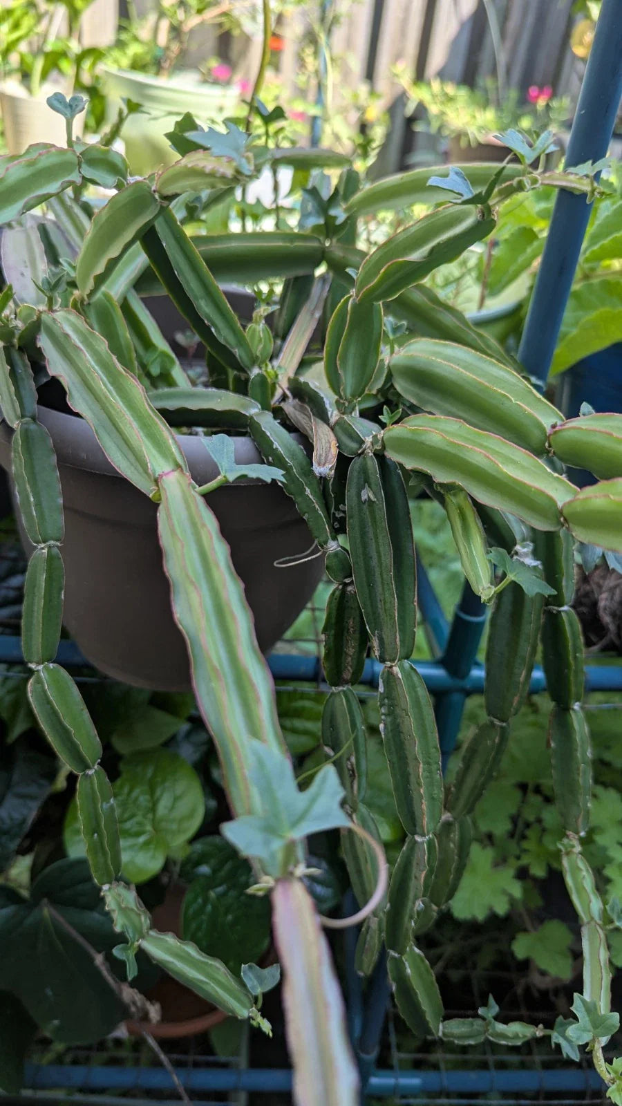 Cissus Quadrangularis Cuttings - Veldt Grape Pirandai - Medicinal Cucumber Cactus - 3 Healthy Cuttings