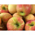 Dwarf Honeycrisp Apple Tree Bare Root, Organic Sweet Flavor, Malus domestica