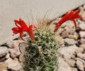 Cochemiea Setispina Cactus Plant Rooted Cutting - Unique Succulent, Ideal for Indoor or Outdoor Decor