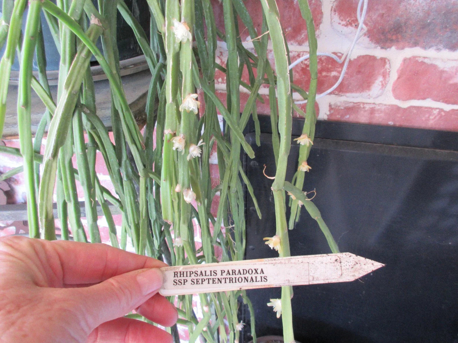 Rhipsalis Cuttings - 2 Pieces - Paradoxa ssp Septentrionalis - 8" Long Succulent Plant