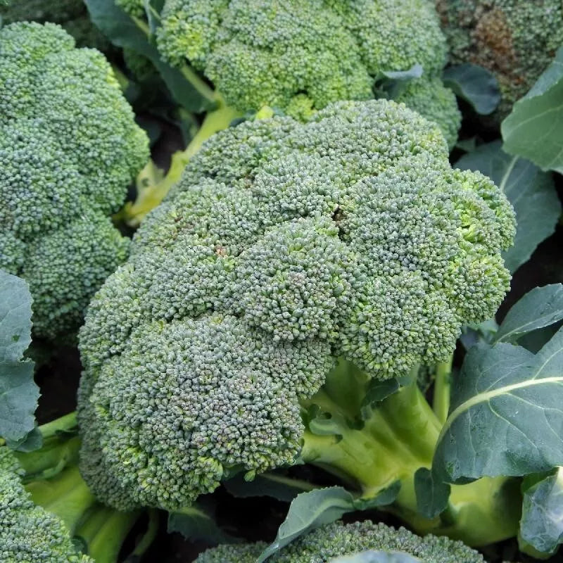 Broccoli Seeds - 1000+ Count - Waltham 29 - Heirloom - Organic - Non-GMO - Fresh