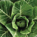 Premium Vates Collard Greens Seeds - Organic Heirloom Variety - Fresh Vegetable Seeds for Home Gardening