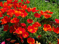 California Poppy Seeds - 275 Seeds - Red Chief Annual - Eschscholzia californica - GroCo USA
