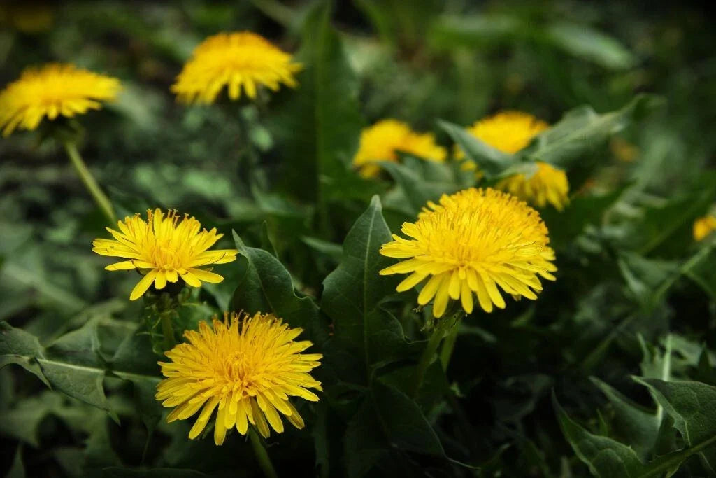 Dandelion Seeds 100 Seeds Taraxacum Culinary Herb Edible Medicinal Herb