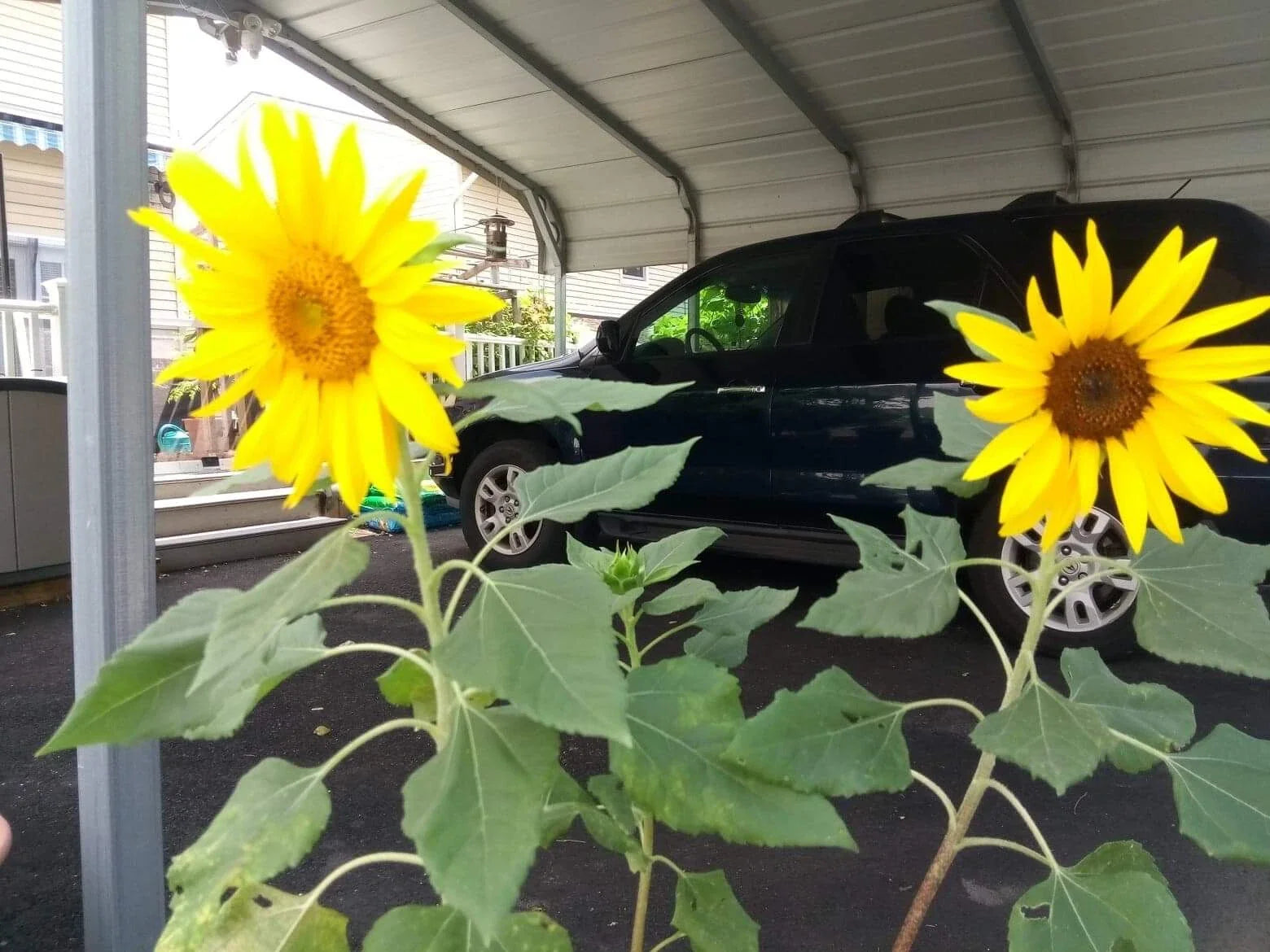 Dwarf Sunspot Sunflower Seeds, 50 Count, Helianthus annuus, Bright Yellow Blooms, Ideal for Small Gardens
