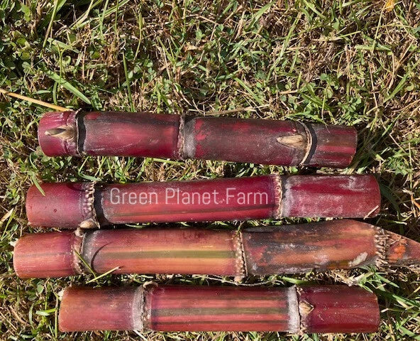 Fresh Organic KavaRangi Sugar Cane Cuttings - Sweet Variety, Ideal for Planting and Gardening, Saccharum spp.