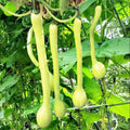 Tromboncino Squash Seeds | Italian Zuchetta Cucuzzi Snake Gourd | 2025 Heirloom Variety