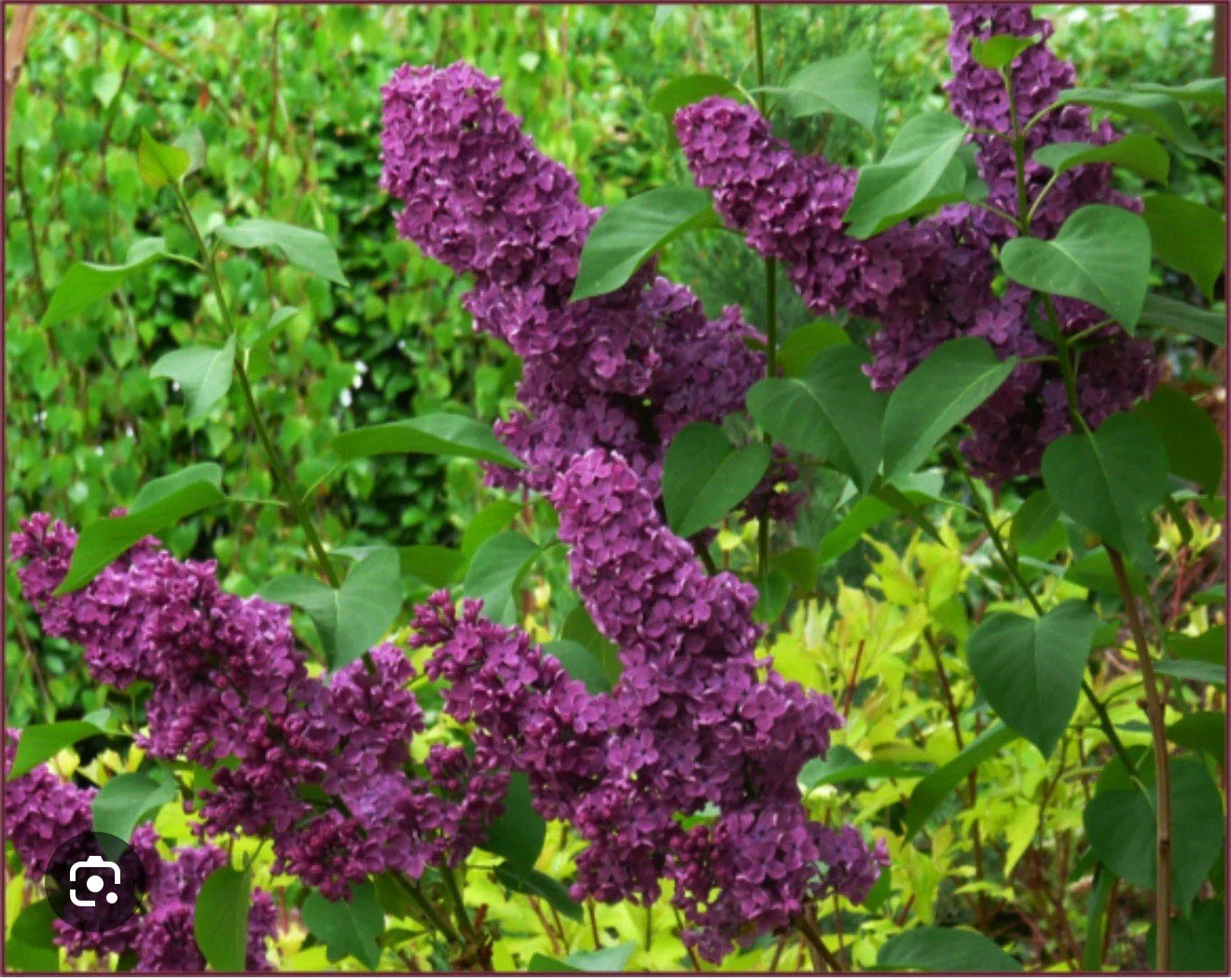 Ludwig Spaeth Lilac Starter Plant - 4-8” Tall, Syringa Vulgaris, Well-Rooted, Fragrant Purple Blooms, Hardy Perennial