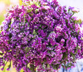 Statice Cut Flowers Seeds - TWILIGHT Purple Dried Arrangements - Non-GMO - 100 Seeds - Limonium sinuatum