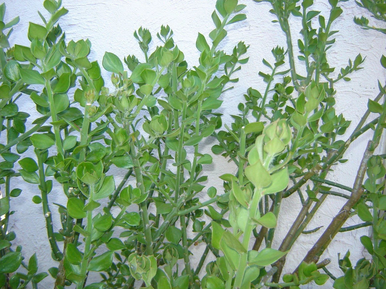 Pereskiopsis Diguetii Grafting Stock Cuttings 5"-6" Top Side Cuttings - Ideal for Succulent Propagation