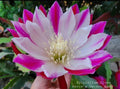 Epiphyllum Clown Unrooted Cuttings - 8 to 10 Inches - Orchid Cactus (Epiphyllum)