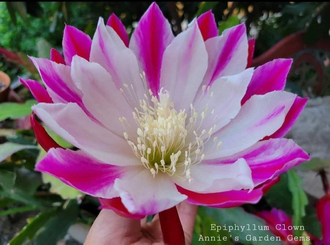 Epiphyllum Clown Unrooted Cuttings - 8 to 10 Inches - Orchid Cactus (Epiphyllum)