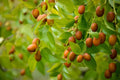 Chinese Date Tree Seeds - 6 Seeds - Jujube, Tsao Zizi - Ziziphus jujuba
