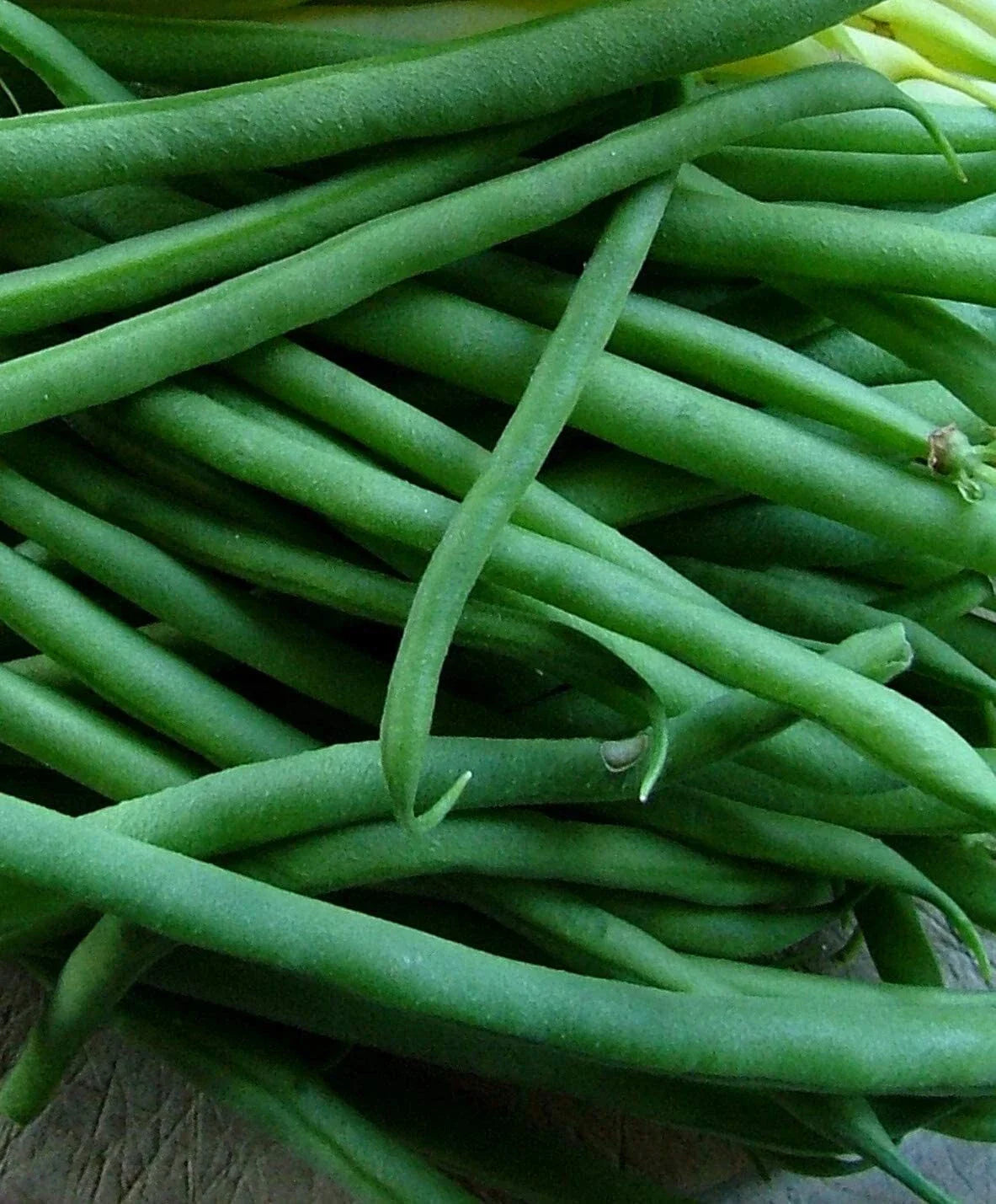 Jade Bush Green Bean Seeds - Stringless, NON-GMO, Heirloom - Phaseolus vulgaris
