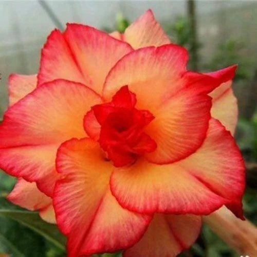 Double Red Yellow Desert Rose Seeds - Adenium Perennial - 4 Pack