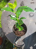 Colombian Coffee Plant 3" Indoor Outdoor Air Purifying Coffea arabica