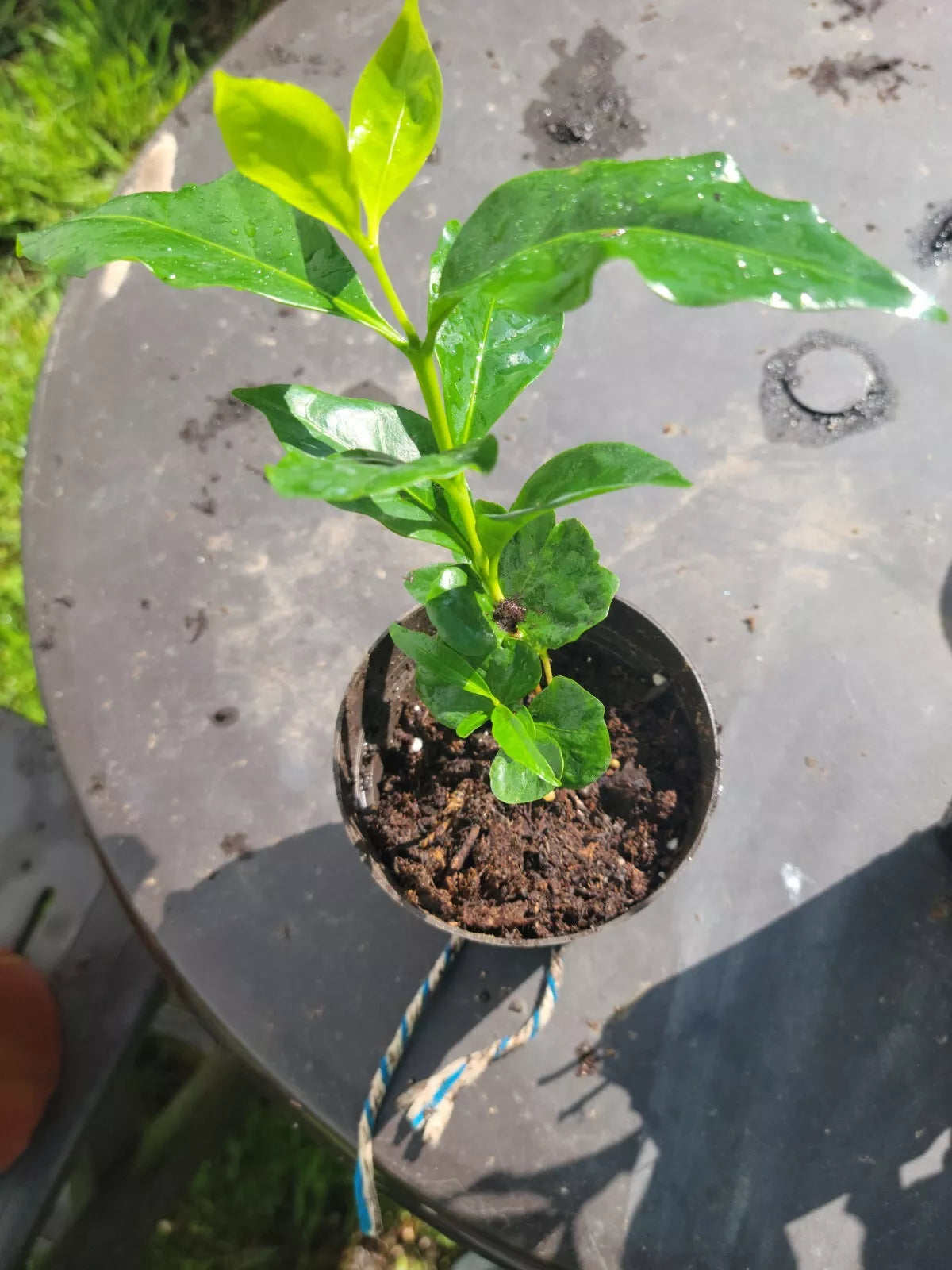Colombian Coffee Plant 3" Indoor Outdoor Air Purifying Coffea arabica