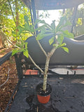 Large Live Plumeria Pudica Bridal Bouquet Plant - White Frangipani, No Cutting, Tropical Indoor/Outdoor Decor