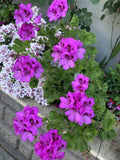Geranium Cuttings 6 Inch Purple & Dark Purple Center Pelargonium spp. Fresh Plant Cuttings for Gardening