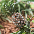 White Jade Pineapple Seeds - 15+ Premium Seeds for Garden Planting - Ananas comosus - USA Seller, Free Shipping